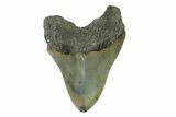 Serrated, Fossil Megalodon Tooth - North Carolina #338466-1